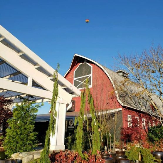 McAuliffe's Valley Nursery